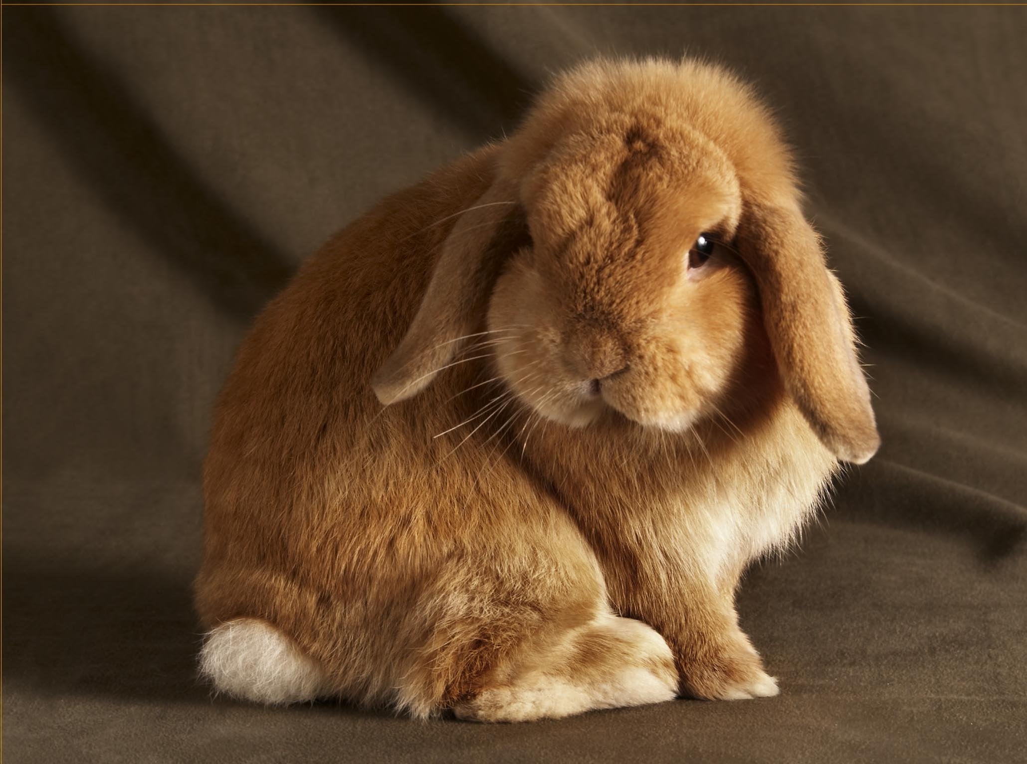 Product Image: Beautiful Rabbits: 20 Notecards with 4 Different Portraits, Complete with Envelopes