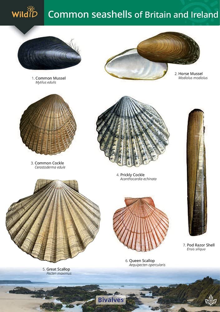 Guide to the Common Seashells of Britain and Ireland Mathematics