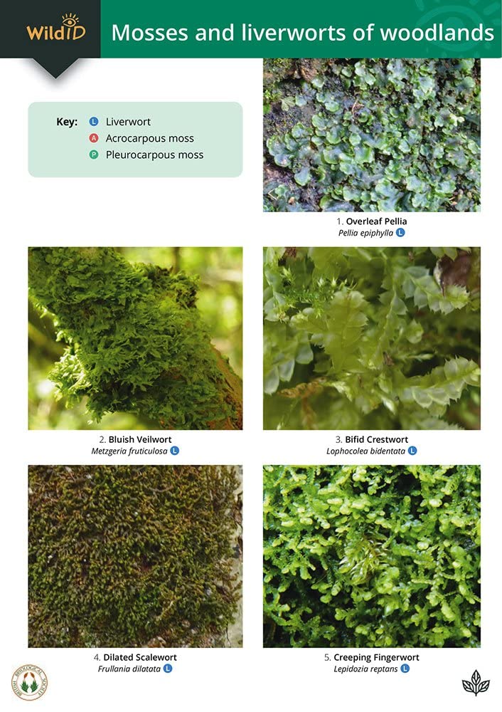 Guide to Mosses and Liverworts of Woodlands Mathematics