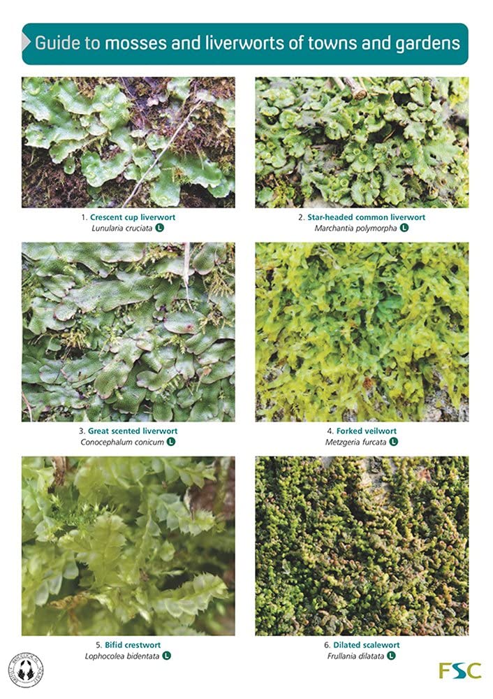 Guide to Mosses and Liverworts of Towns and Gardens Mathematics
