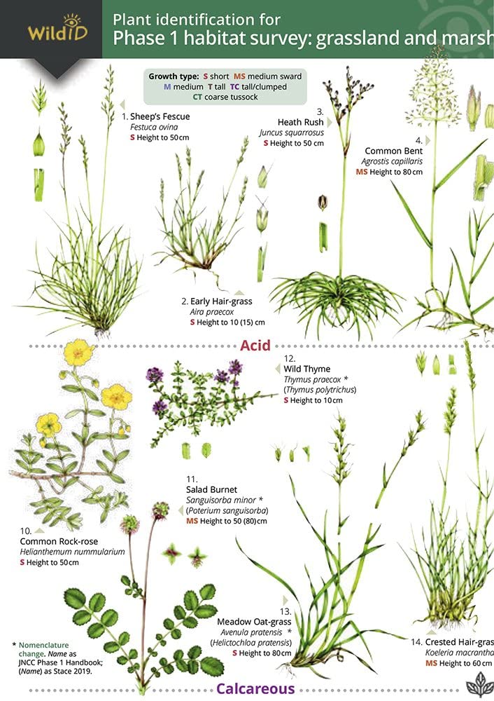 Plant Identification for Phase 1 Habitat Survey: Grassland and Marsh Mathematics