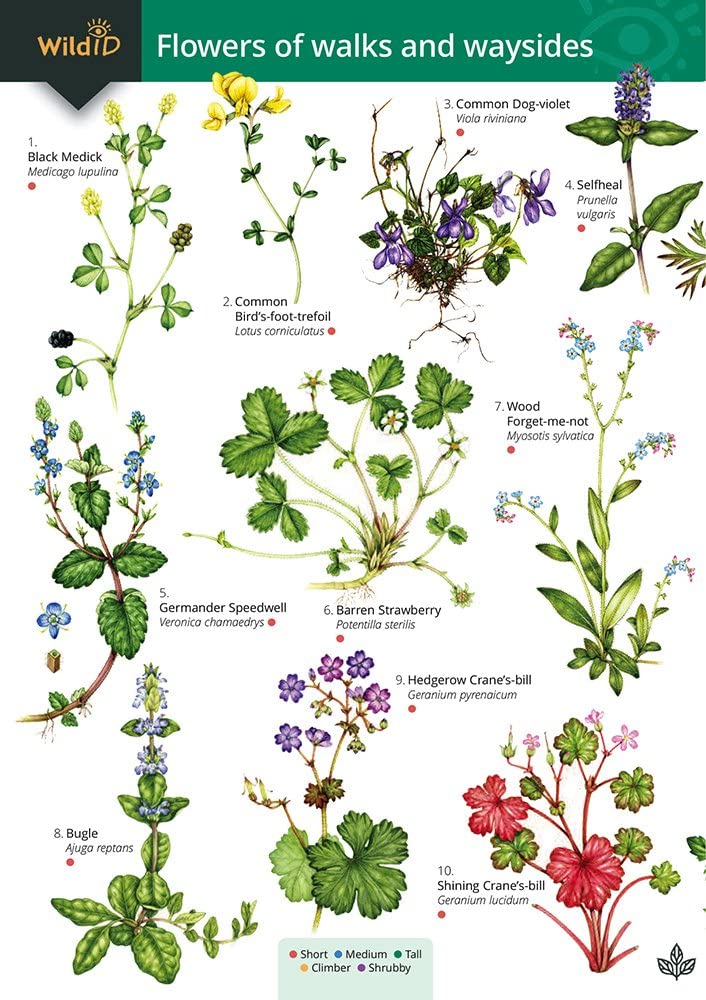 Guide to flowers of walks and waysides book