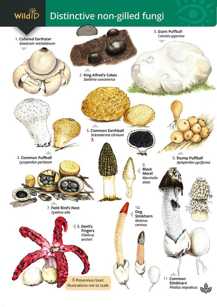 Distinctive non-gilled fungi (WildD) book