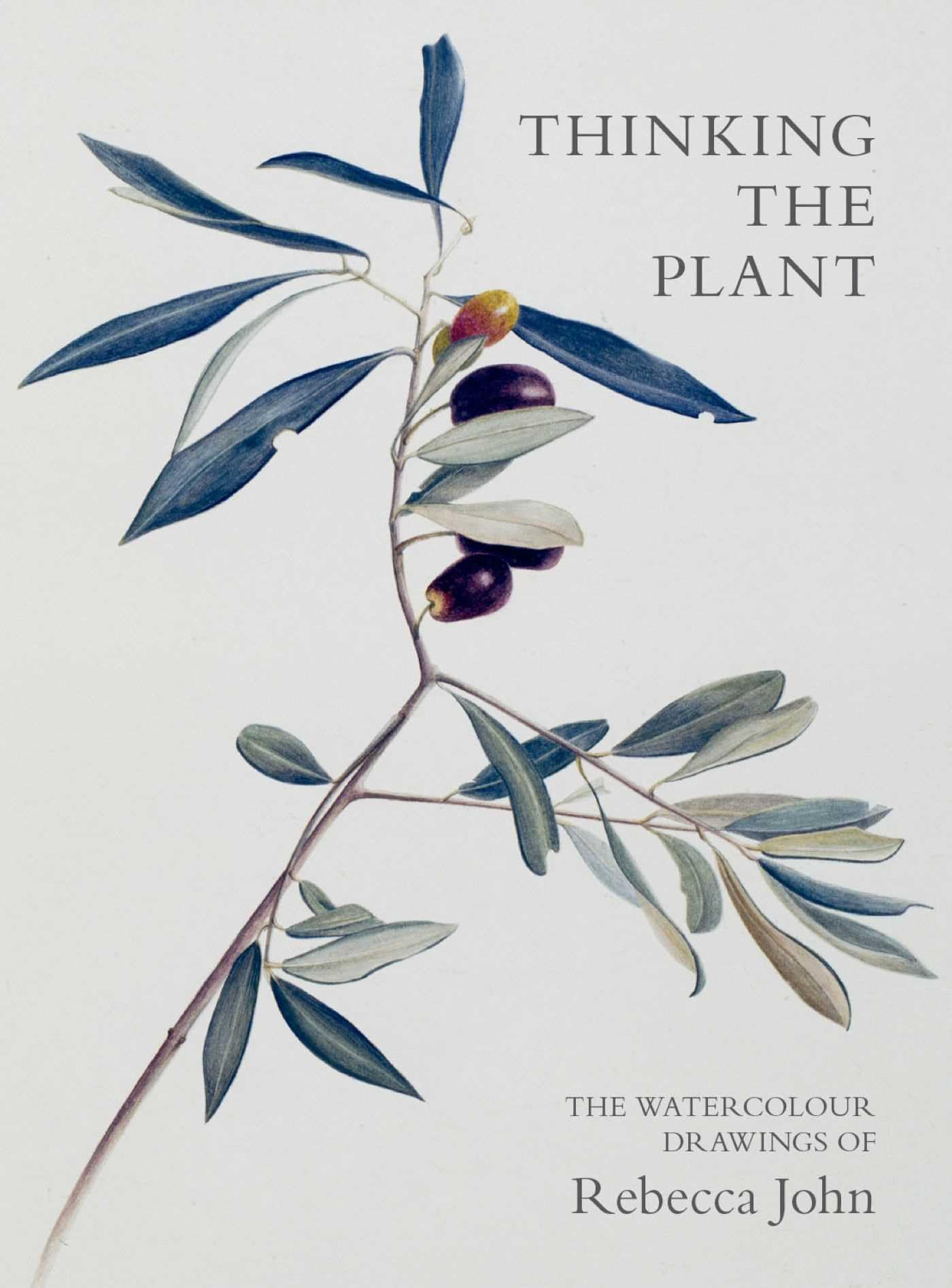 Thinking the Plant: The Watercolour Drawings of Rebecca John Film, Art & Culture