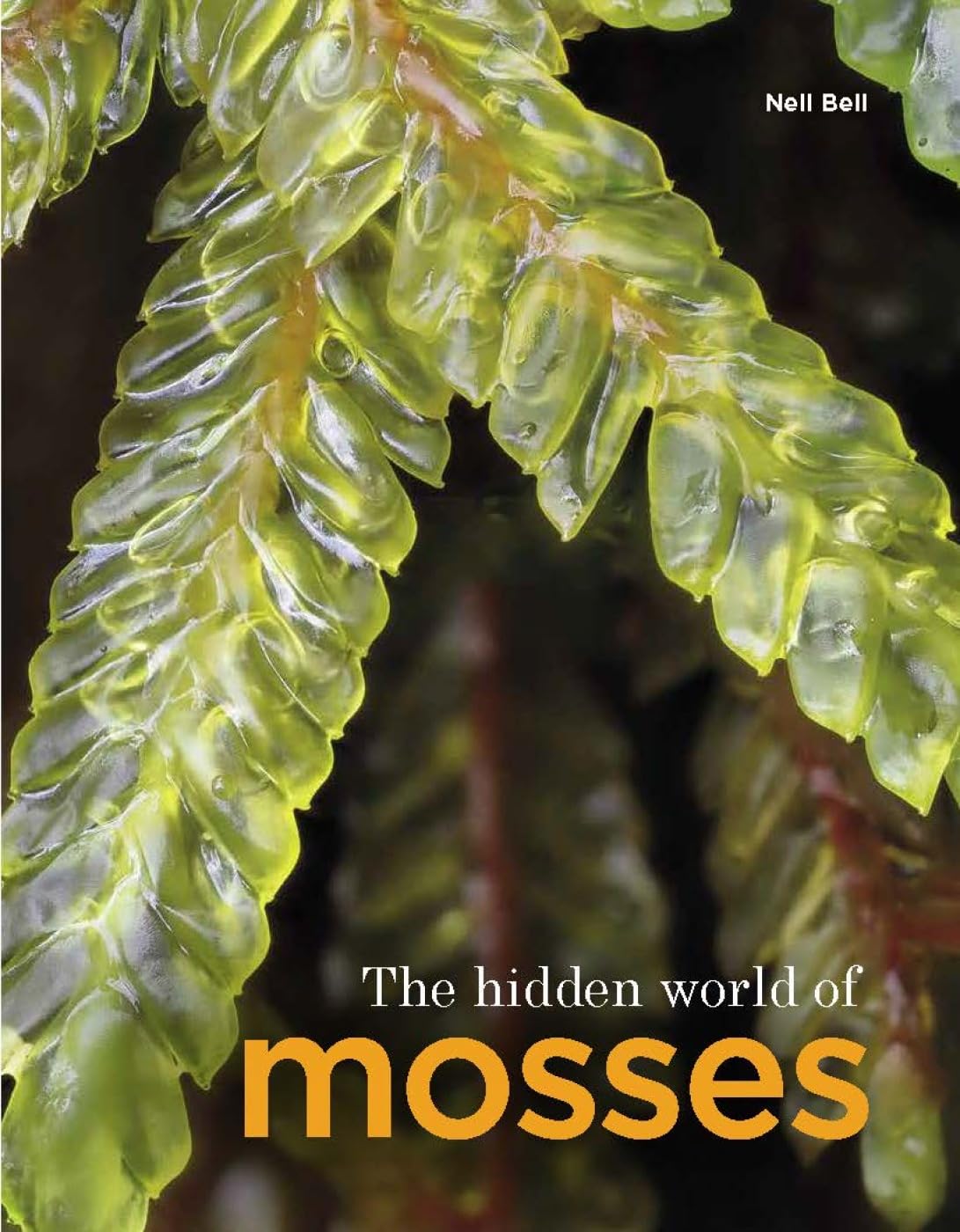 The Hidden World of Mosses Mathematics