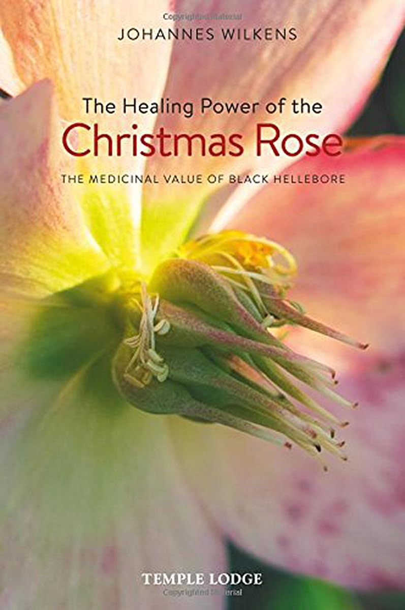 The Healing Power of the Christmas Rose: The Medicinal Value of Black Hellebore Medicine