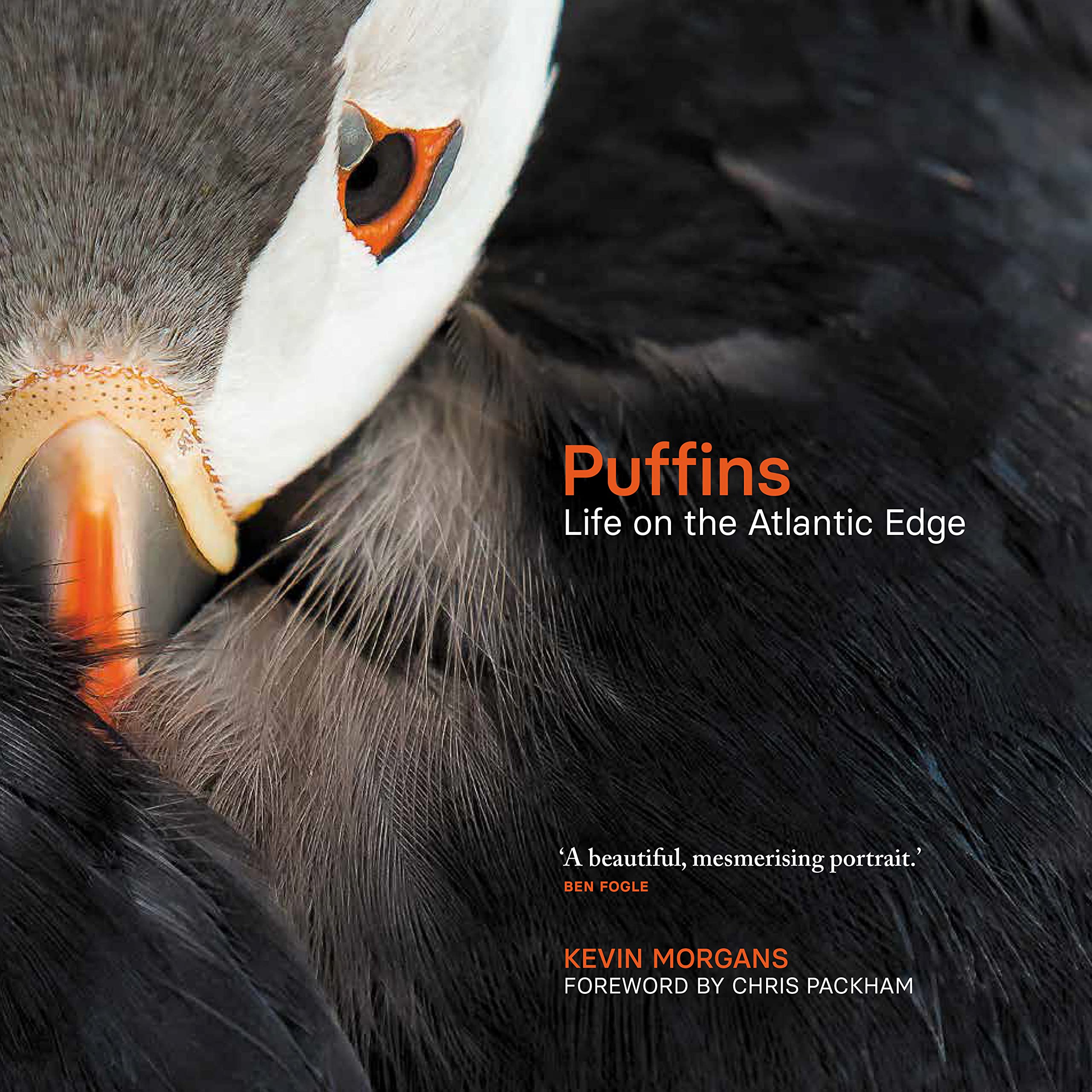Puffins Mathematics