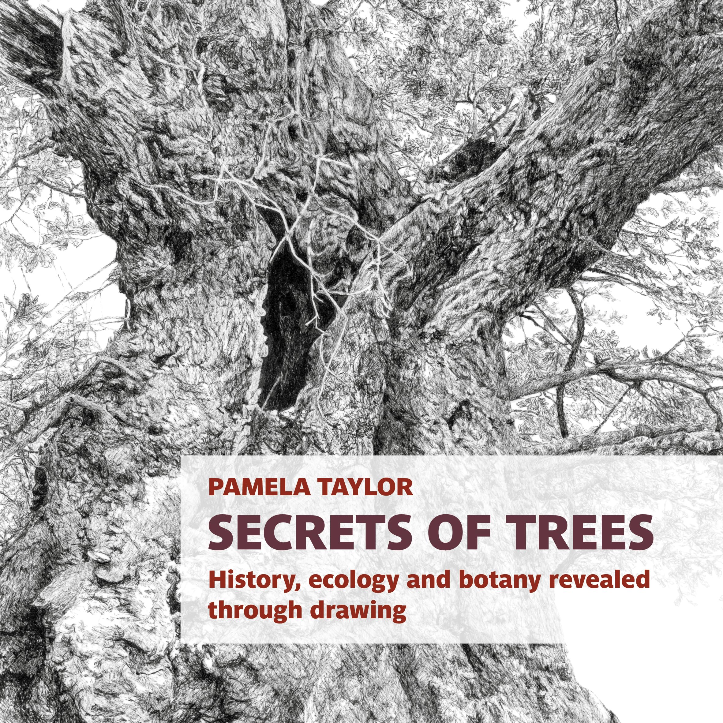 Secrets of Trees: History, ecology and botany revealed through drawing (Botanical Art Portfolios) Mathematics