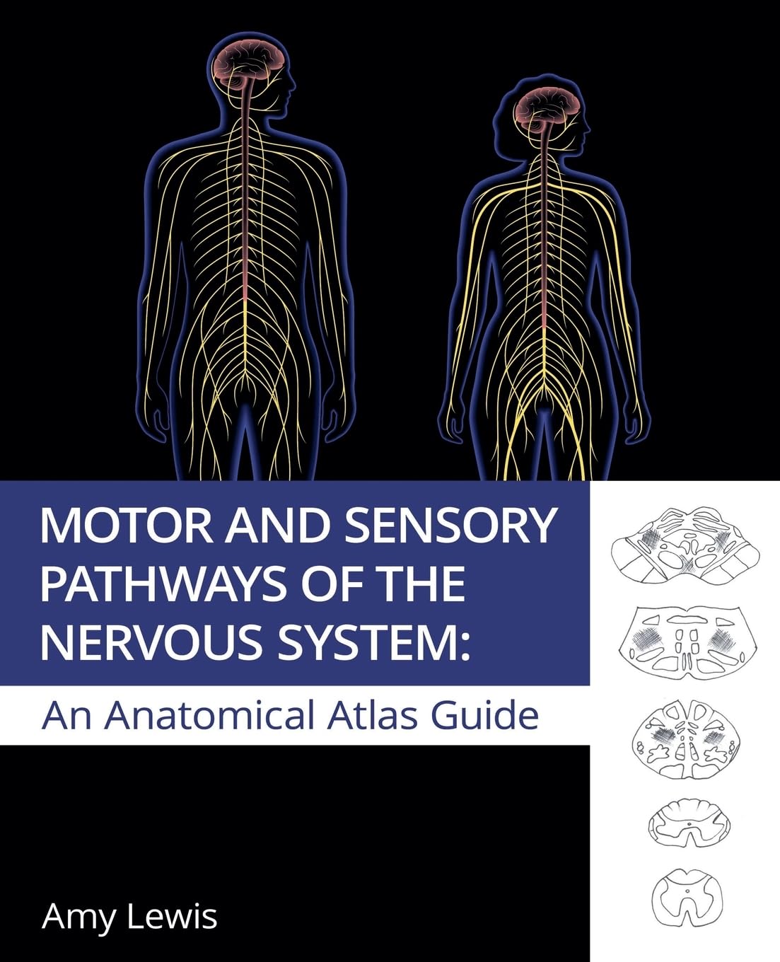 Motor and Sensory Pathways of the Nervous System Medicine