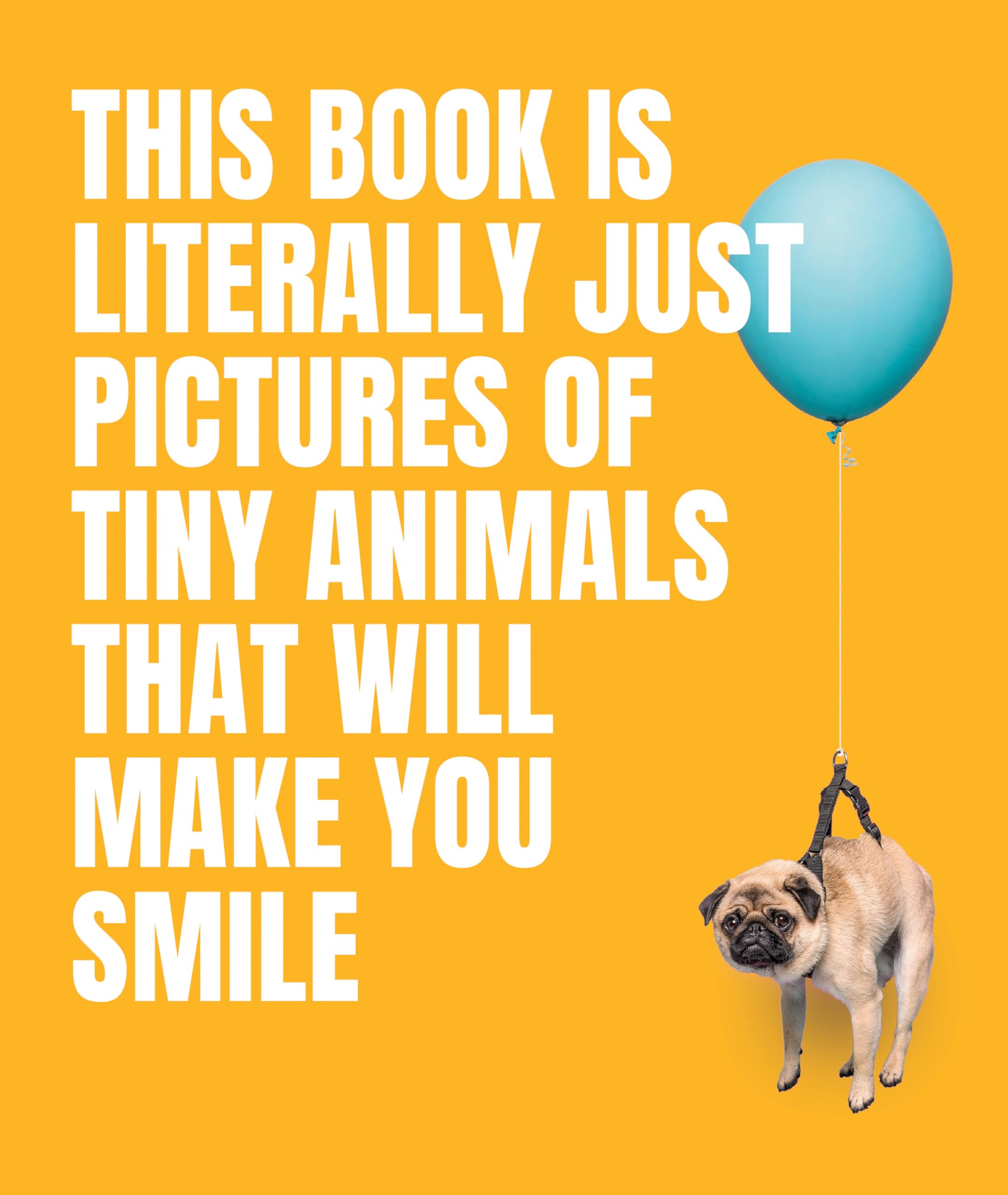 This Book Is Literally Just Pictures of Tiny Animals That Will Make You Smile Mathematics