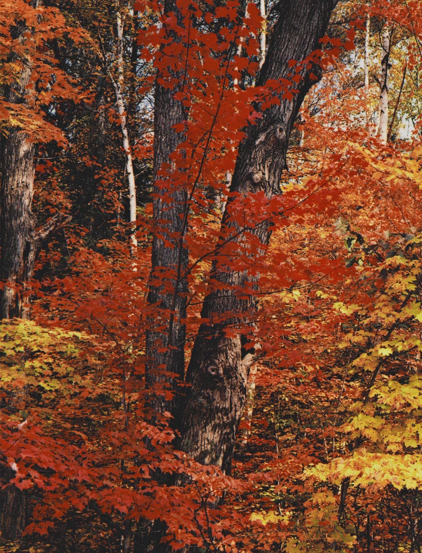 In Wildness Is the Preservation of the World Mathematics