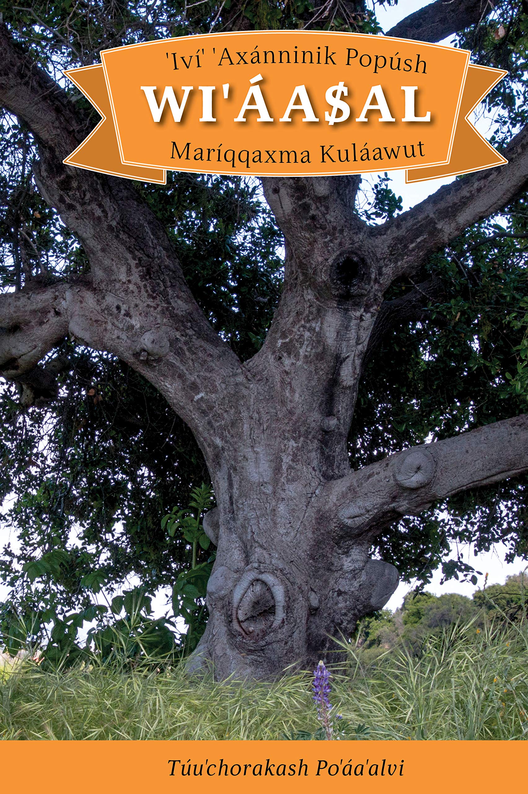 IVI' Axanninik Popush Wi'aasal Mariqqaxma Kulaawut: English Translation: How the Acorn Became a Tree Mathematics