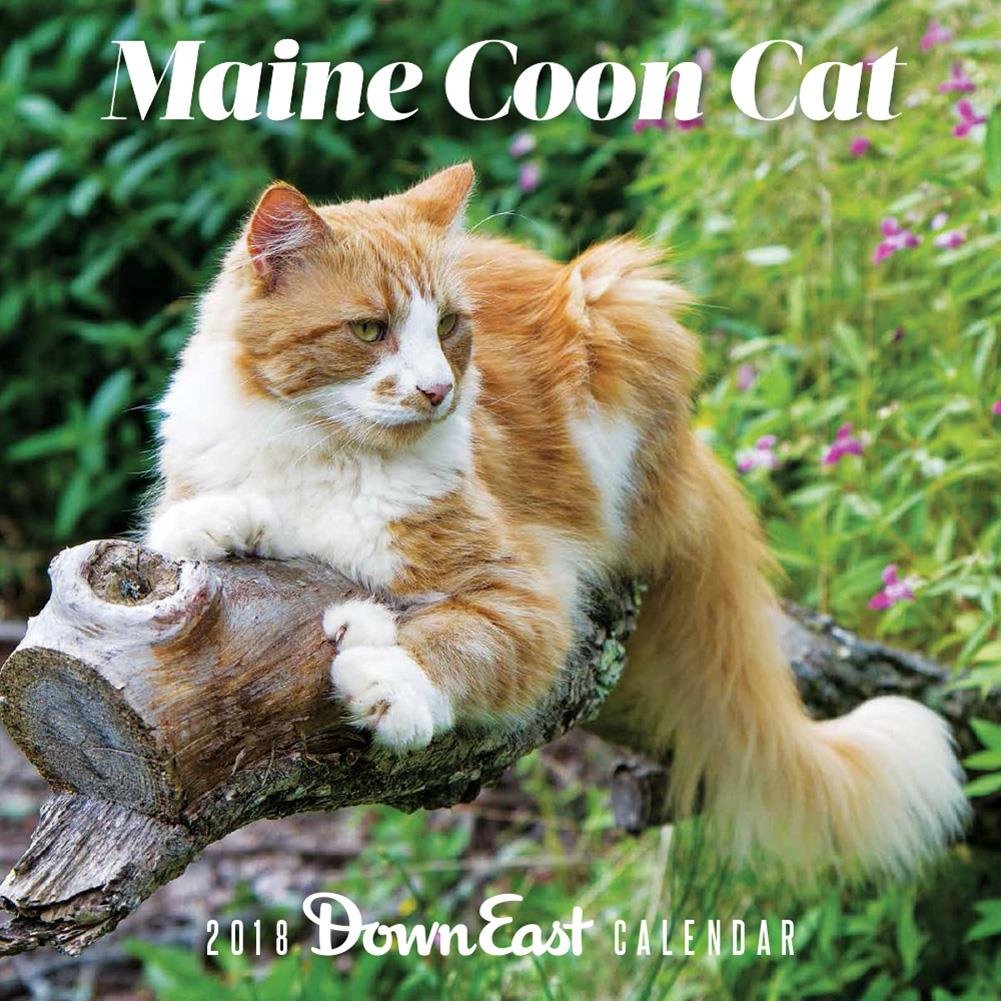 Maine Coon Cat 2018 Calendar (Down East) Pets