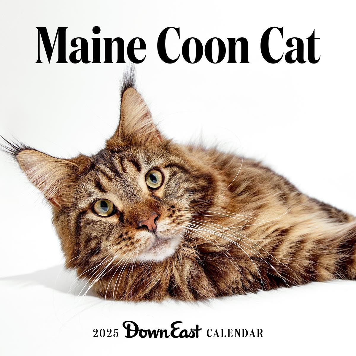 2025 Maine Coon Cat Wall Calendar Leisure, Home & Garden