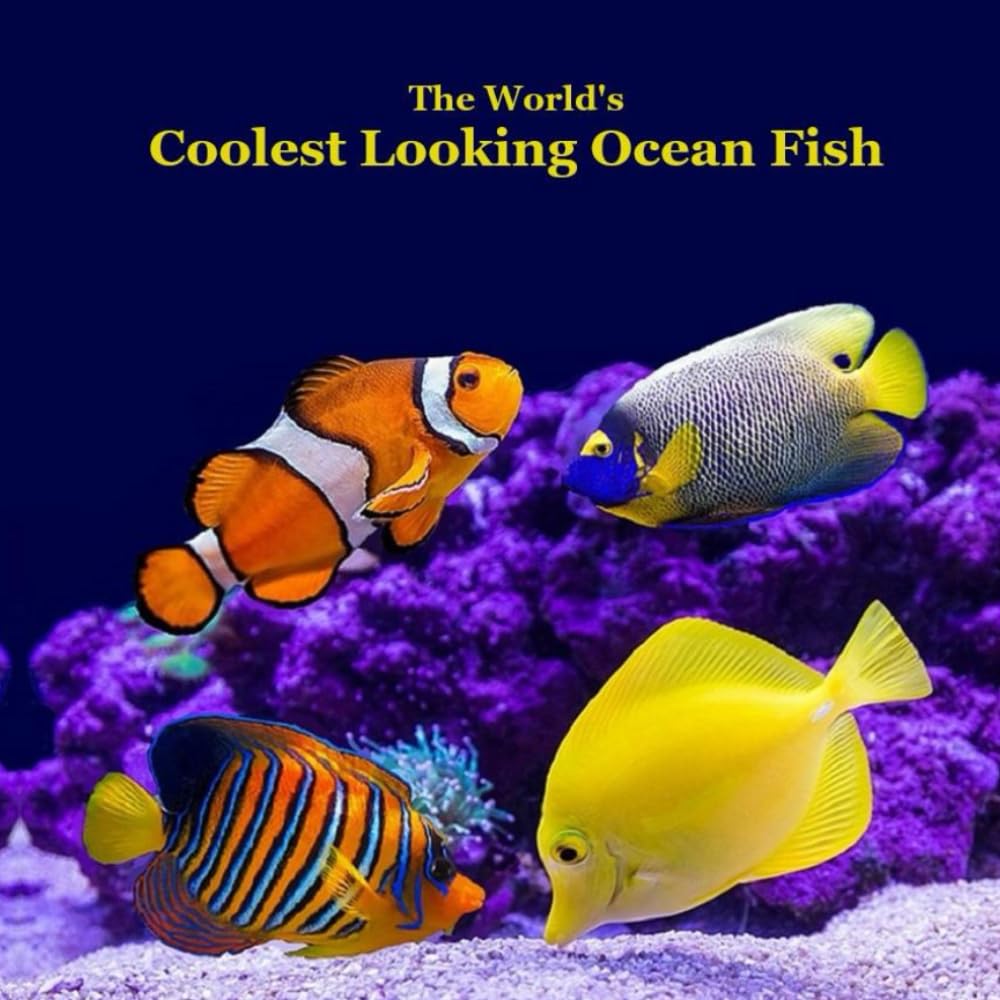 The World's Coolest Looking Ocean Fish Kids Book: Great Way for Kids to See Cool Ocean Fish from Around the World Non-fiction