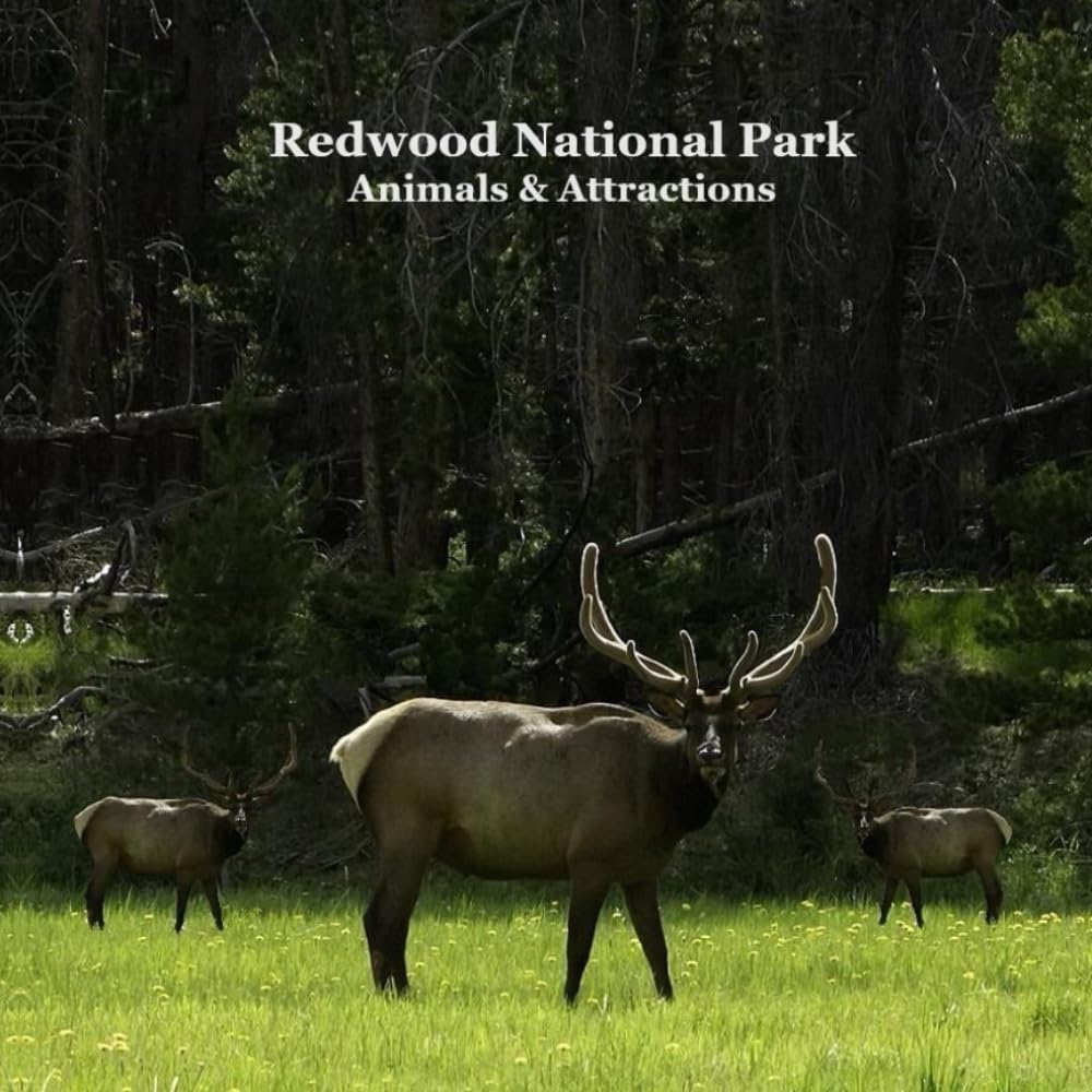 Redwood National Park Animals and Attractions Kids Book Travel Guides