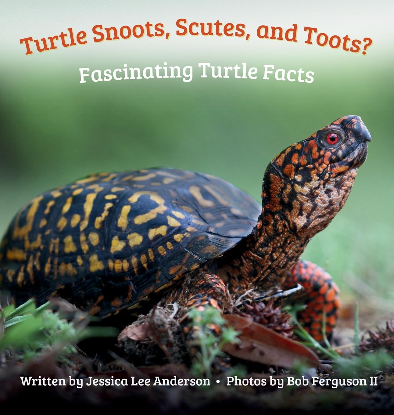 Turtle Snoots, Scutes, and Toots? Fascinating Turtle Facts Non-fiction