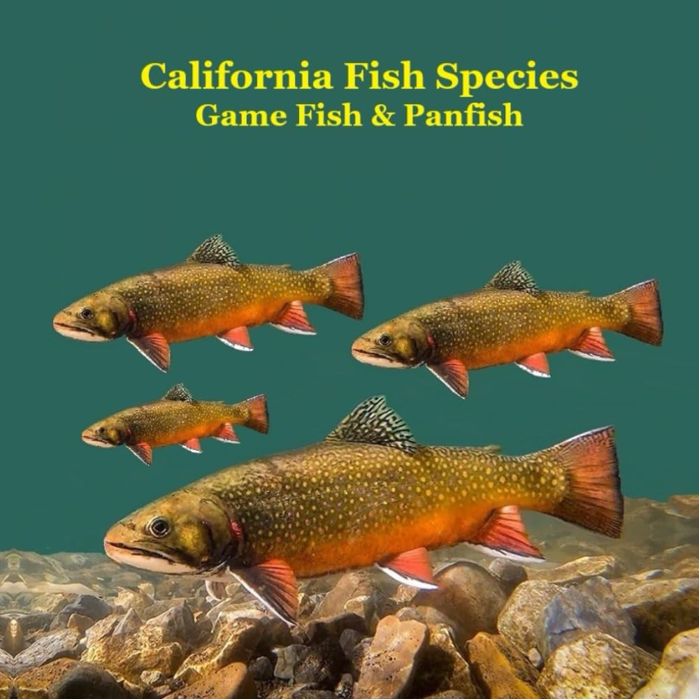 California Game Fish and Panfish Species Kids Book Leisure & Fun