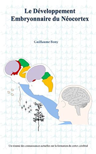 Le développement embryonnaire du néocortex Natural Sciences