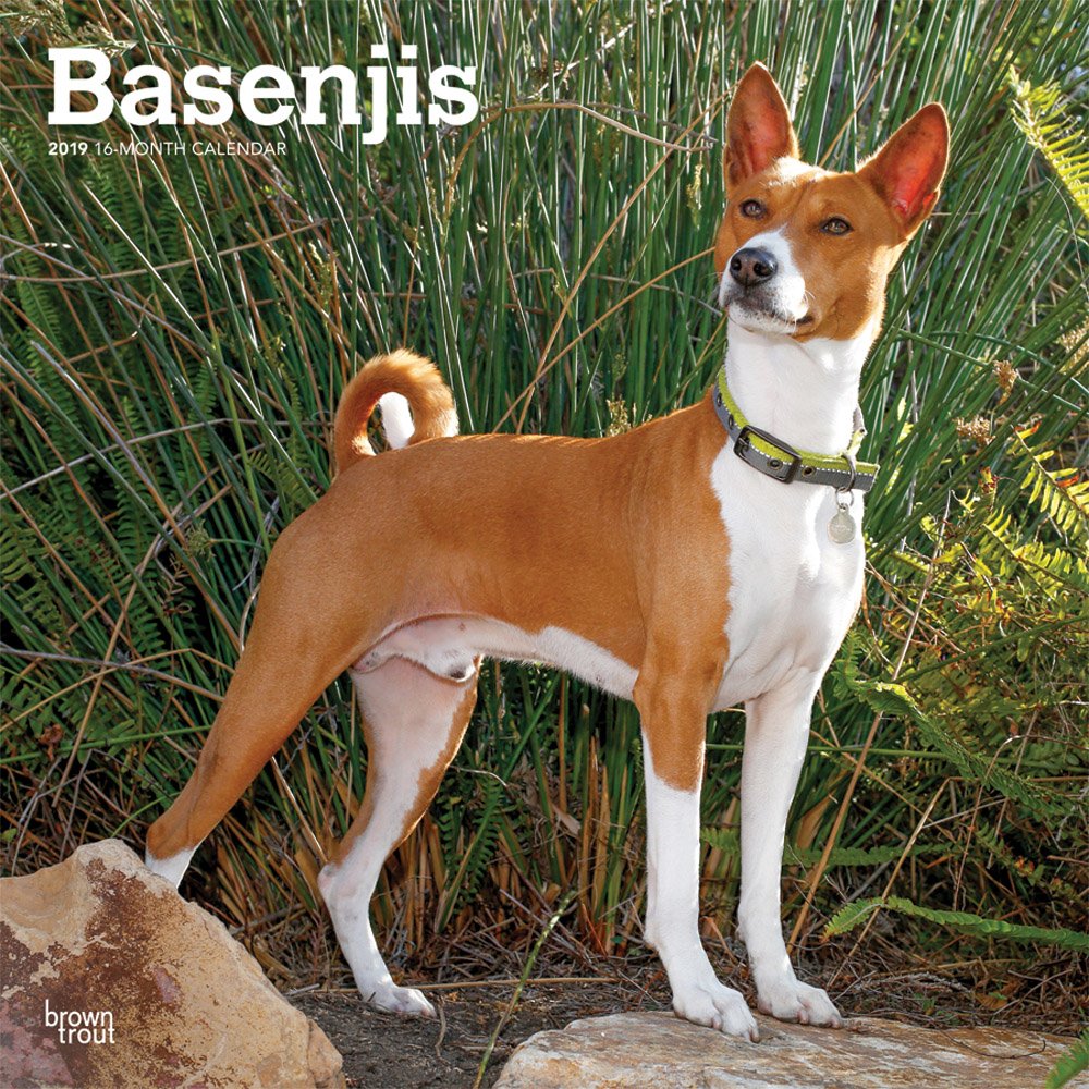 Basenjis 2019 Calendar book