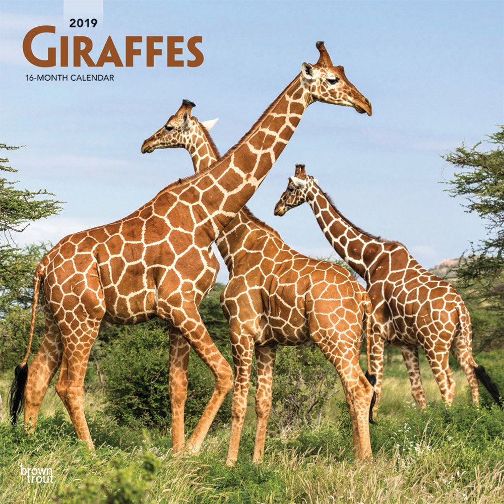 Giraffes 2019 Calendar book