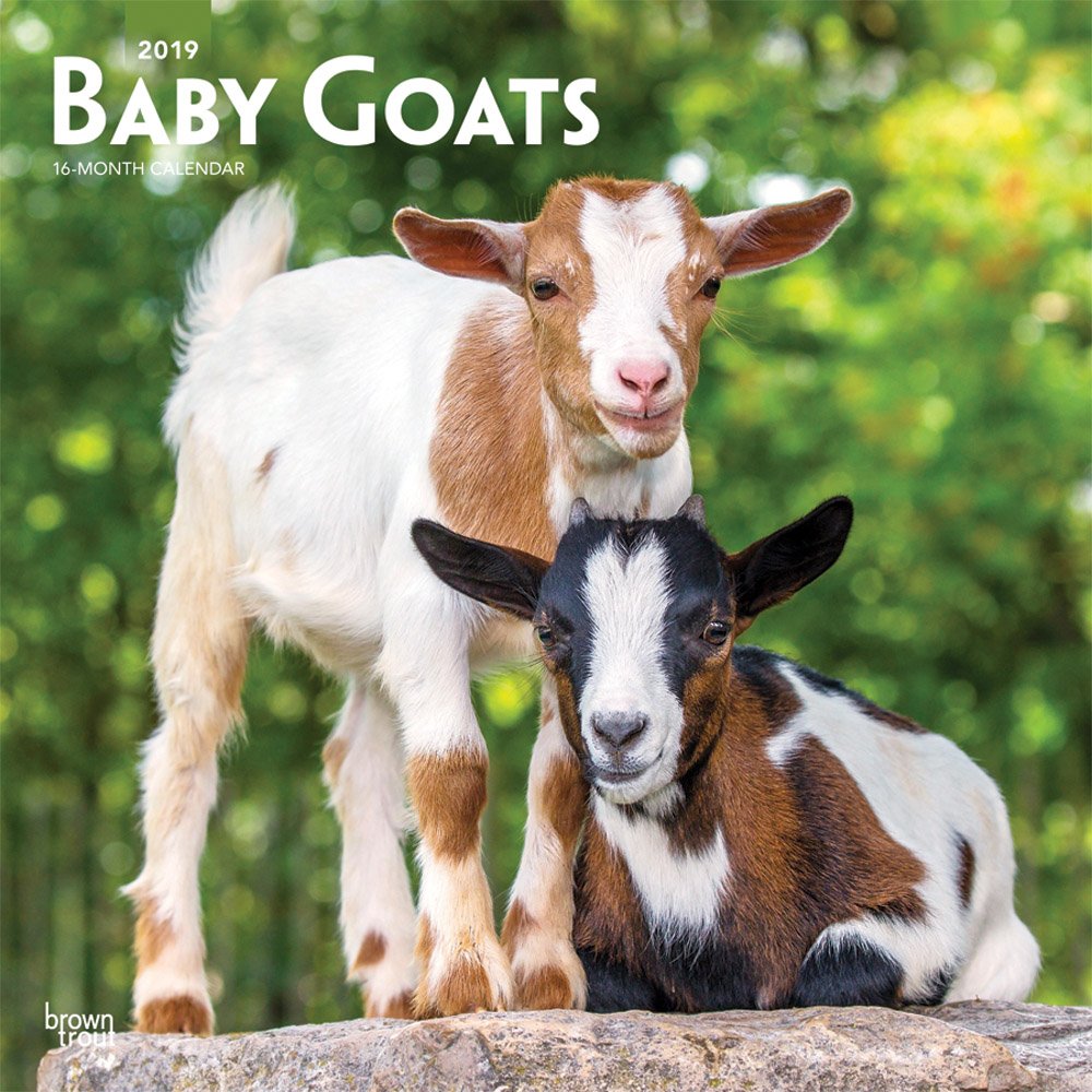 Baby Goats 2019 Calendar book