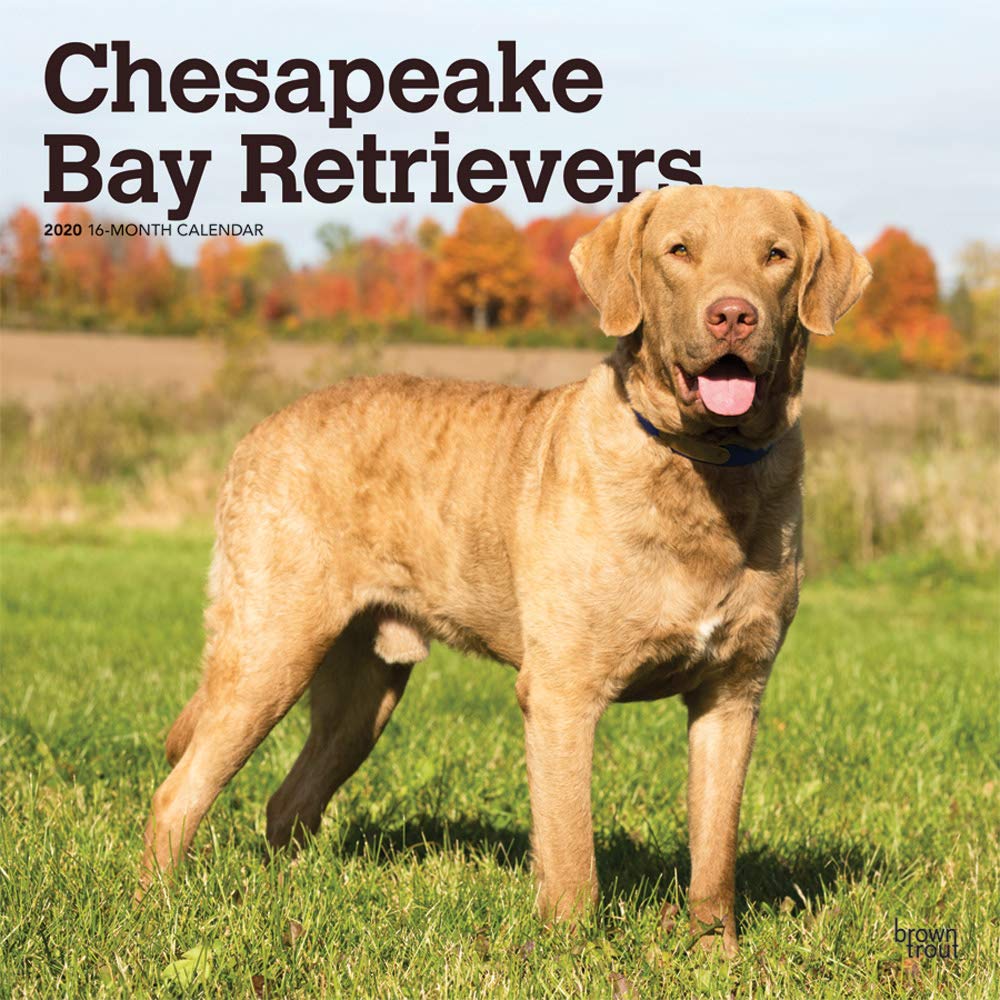 Chesapeake Bay Retrievers 2020 Calendar Pets