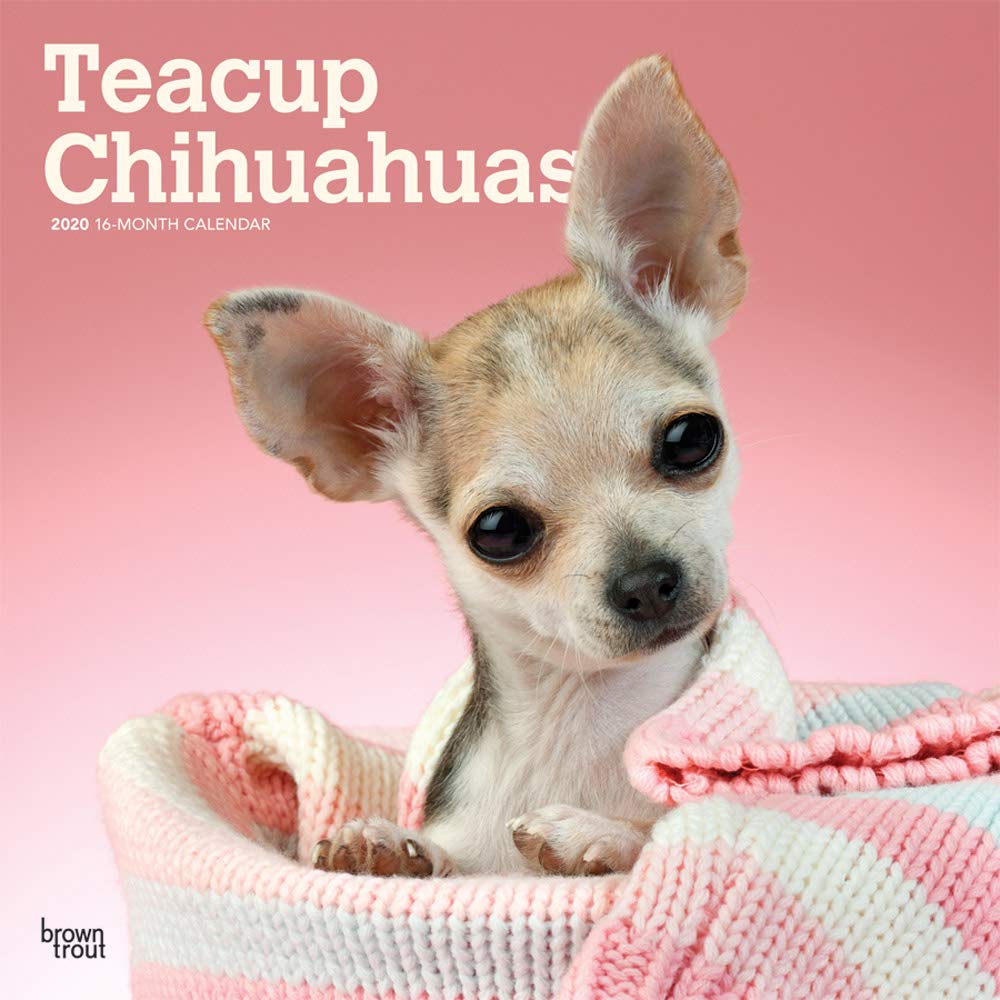 Teacup Chihuahuas 2020 Calendar Pets