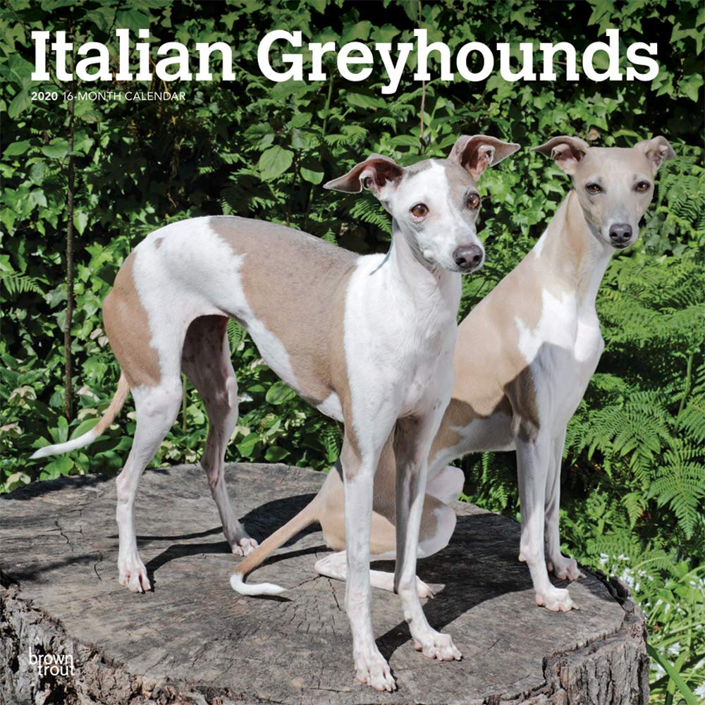 Italian Greyhounds 2020 Calendar Pets