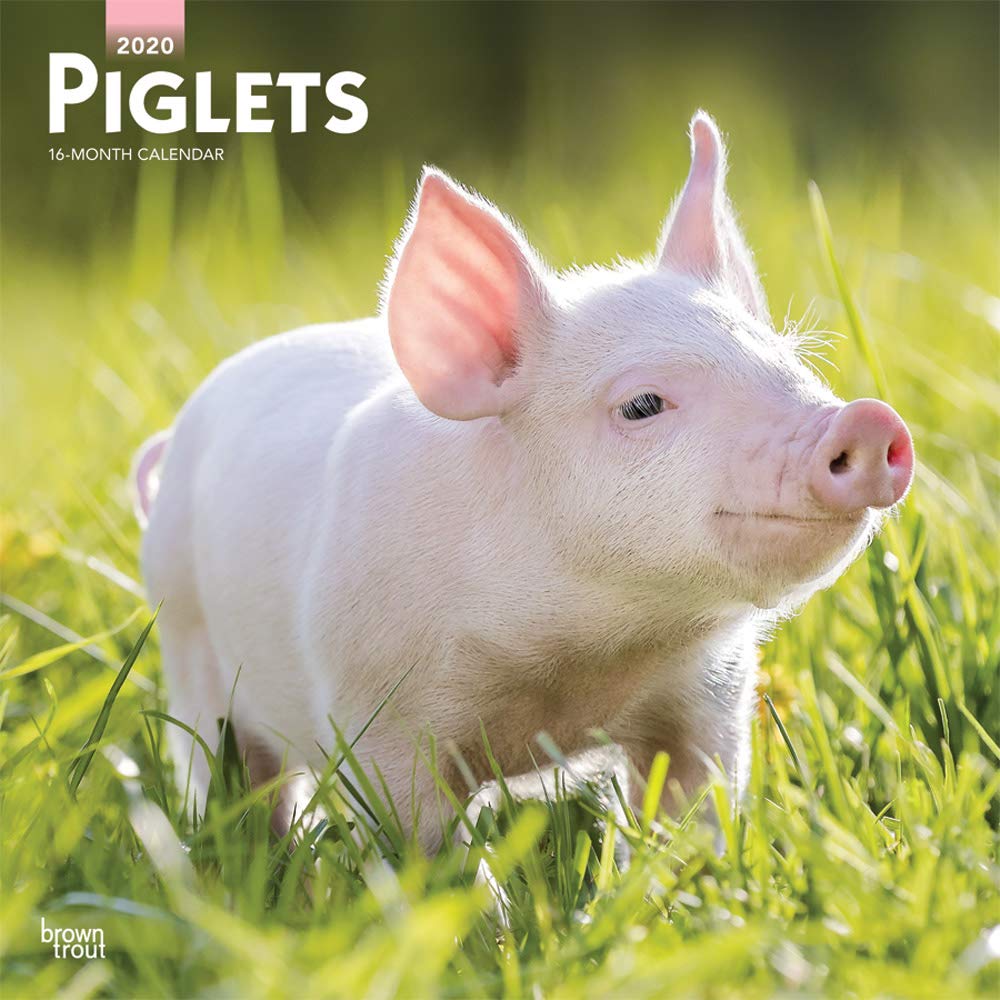 Piglets 2020 Calendar Pets