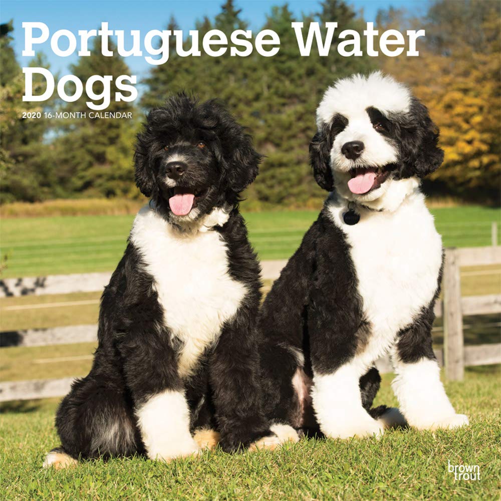 Portuguese Water Dogs 2020 Calendar Pets