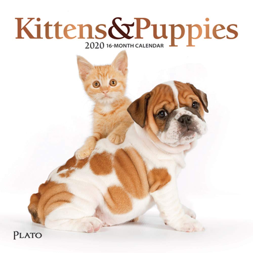 Kittens & Puppies 2020 Calendar: Foil Stamped Cover Pets