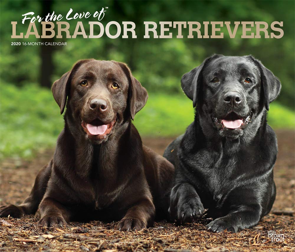 Labrador Retriever – For the love of 2020 - 16-Monatskalender mit freier DogDays-App: Original BrownTrout-Kalender - Deluxe (Deluxe-Kalender) Pets