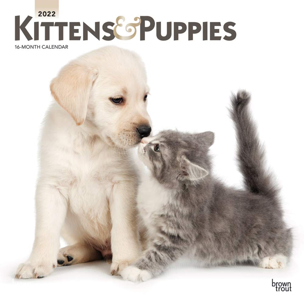 Kittens & Puppies 2022 12 x 12 Inch Monthly Square Wall Calendar with Foil Stamped Cover, Animals Cute Cats Dogs Calendars