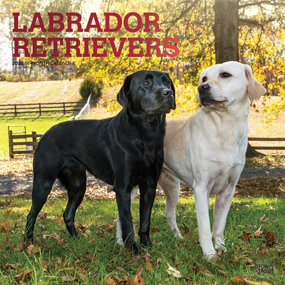 Labrador Retrievers 2022 12 x 12 Inch Monthly Square Wall Calendar with Foil Stamped Cover, Animals Dog Breeds DogDays Calendars