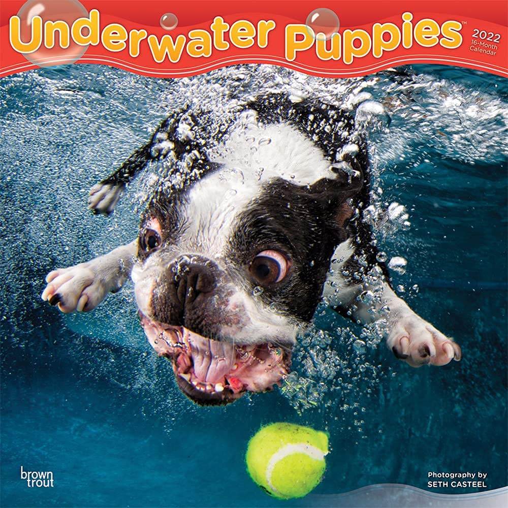 Underwater Puppies 2022 12 x 12 Inch Monthly Square Wall Calendar, Pet Humor Dogs Calendars