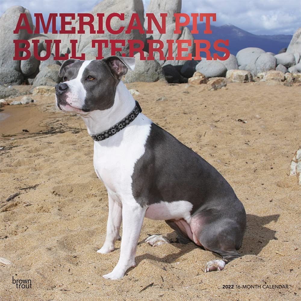 American Pit Bull Terriers 2022 12 x 12 Inch Monthly Square Wall Calendar with Foil Stamped Cover, Animals Dog Breeds DogDays Calendars