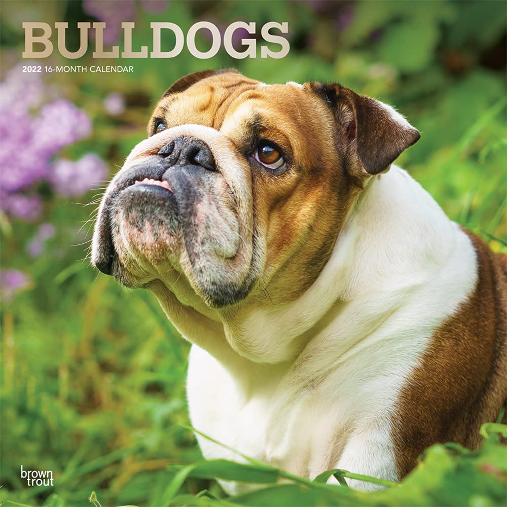 Bulldogs 2022 12 x 12 Inch Monthly Square Wall Calendar with Foil Stamped Cover, Animals Dog Breeds DogDays Calendars