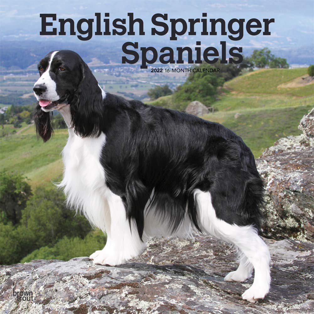 English Springer Spaniels 2022 12 x 12 Inch Monthly Square Wall Calendar, Animals Dog Breeds DogDays Calendars