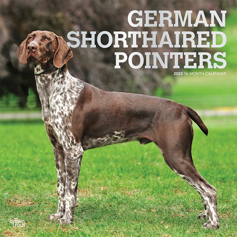 German Shorthaired Pointers 2022 12 x 12 Inch Monthly Square Wall Calendar with Foil Stamped Cover, Animals Dog Breeds DogDays Calendars