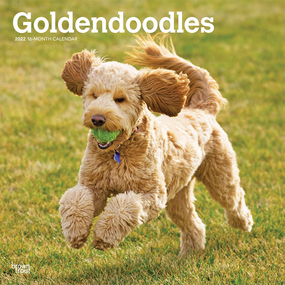 Goldendoodles 2022 12 x 12 Inch Monthly Square Wall Calendar, Animals Mixed Dog Breeds DogDays Calendars