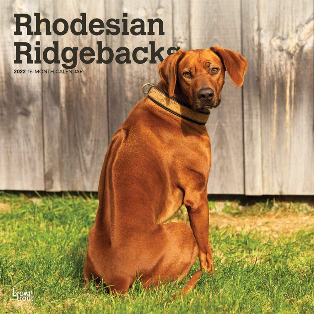 Rhodesian Ridgebacks 2022 12 x 12 Inch Monthly Square Wall Calendar, Animals Dog Breeds DogDays Calendars