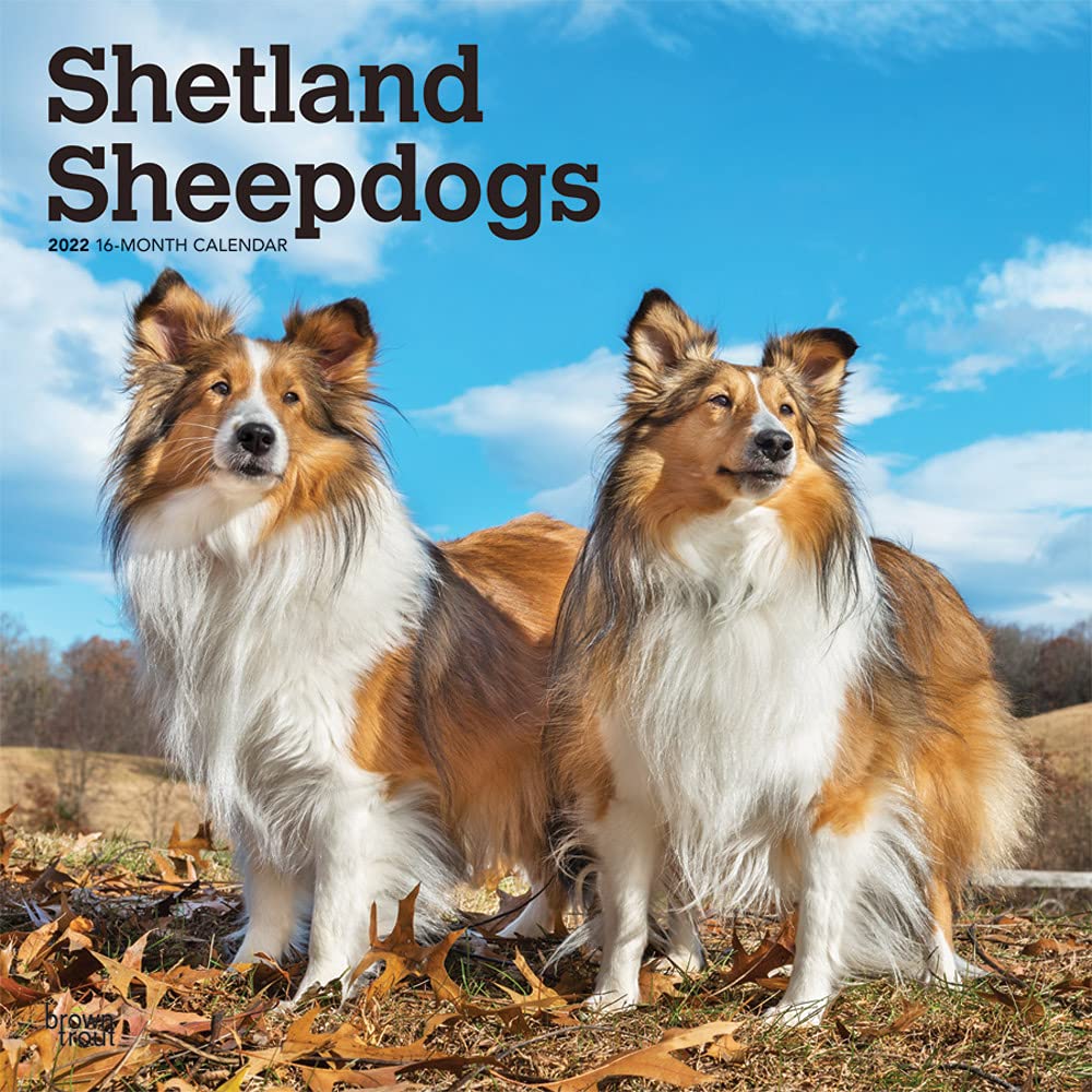 Shetland Sheepdogs 2022 12 x 12 Inch Monthly Square Wall Calendar, Animals Dog Breeds DogDays Calendars