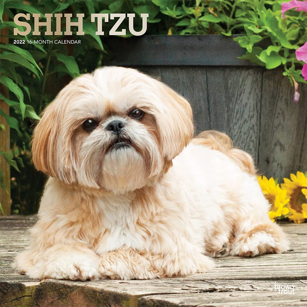 Shih Tzu 2022 12 x 12 Inch Monthly Square Wall Calendar with Foil Stamped Cover, Animals Small Dog Breeds DogDays Calendars