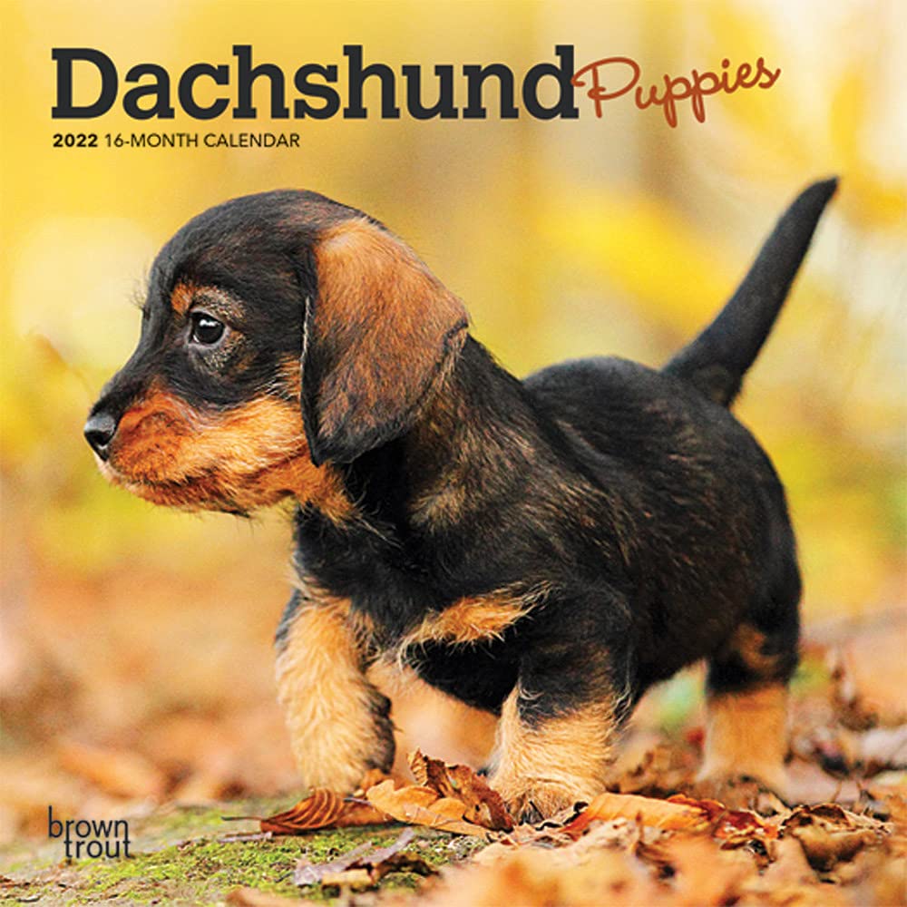 Dachshund Puppies 2022 7 x 7 Inch Monthly Mini Wall Calendar, Animals Dog Breeds Puppy DogDays Calendars