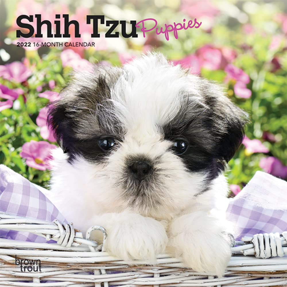 Shih Tzu Puppies 2022 7 x 7 Inch Monthly Mini Wall Calendar, Animal Small Dog Breed Puppy DogDays Calendars