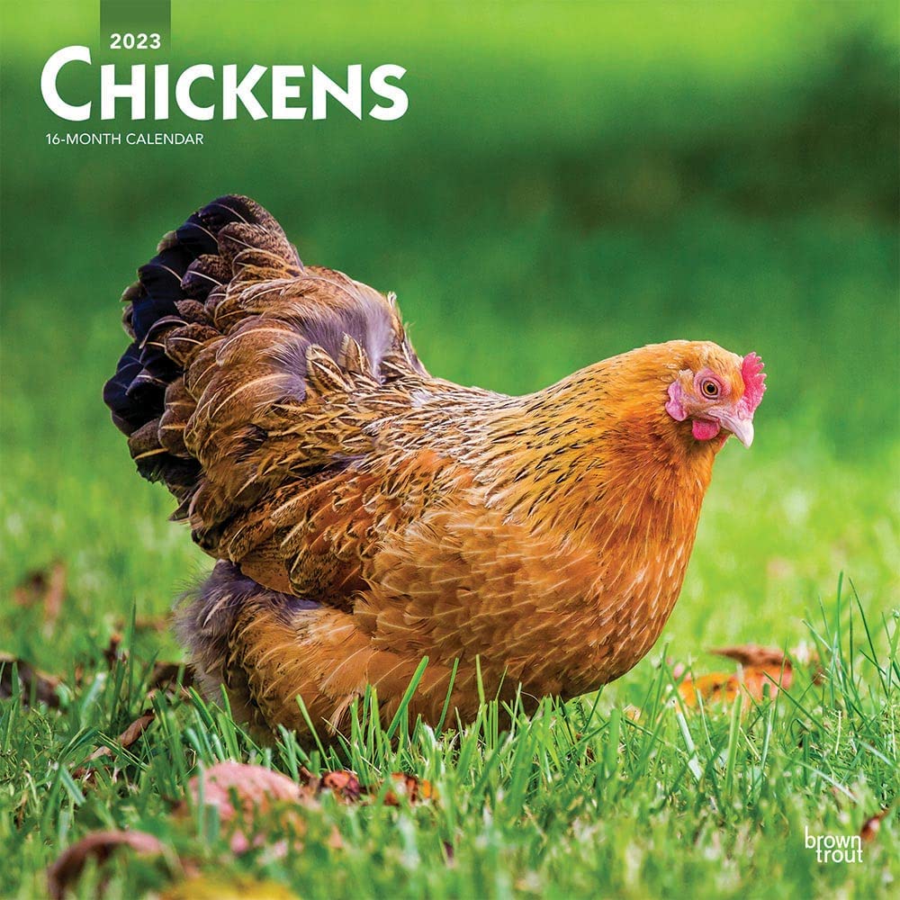 Chickens 2023 Square Calendars