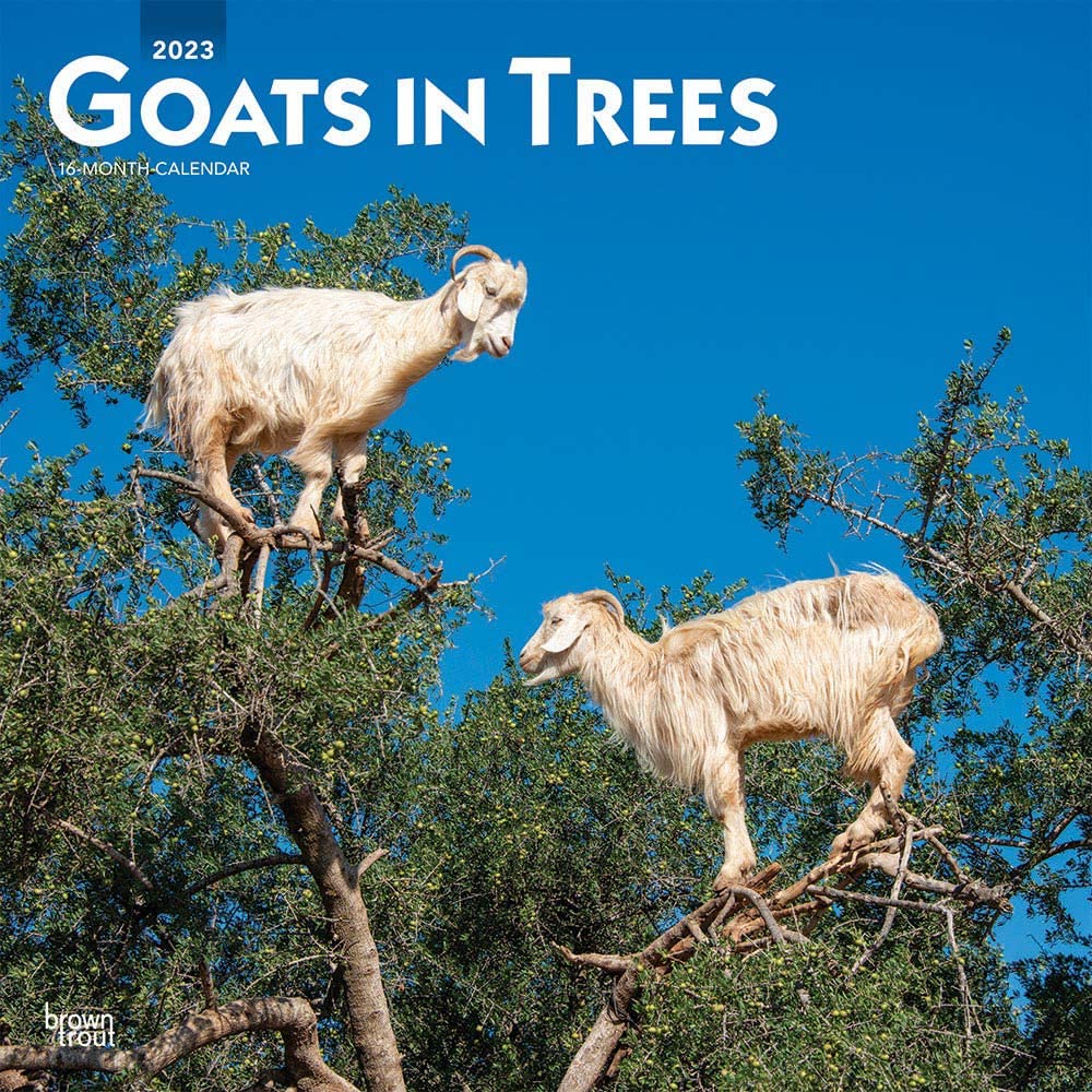 Goats in Trees 2023 Square Calendars