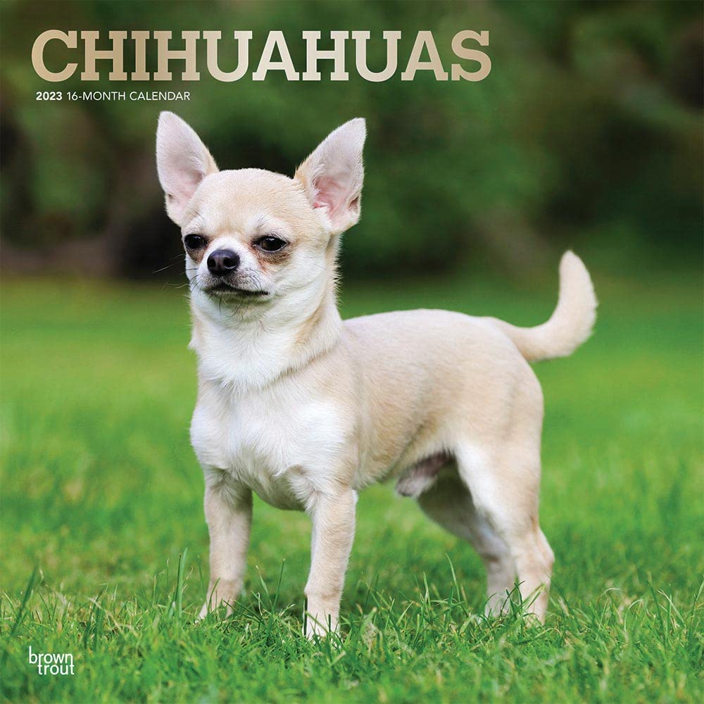 Chihuahuas 2023 Square Foil Calendars