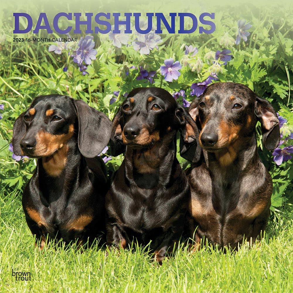 Dachshunds 2023 Square Foil Calendars